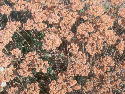 Looks like dried flowers but these are alive.